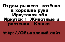 Отдам рыжего  котёнка в хорошие руки - Иркутская обл., Иркутск г. Животные и растения » Кошки   